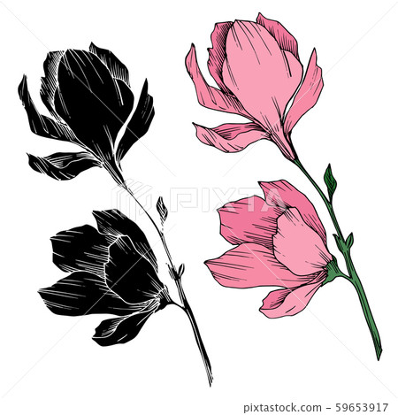 Vector Magnolia floral botanical flowers. Black and white engraved ink art. Isolated magnolia 59653917