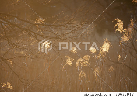 陽光照射著陽光的彌生的風景 陽光照射著陽光的彌生的風景 59653918