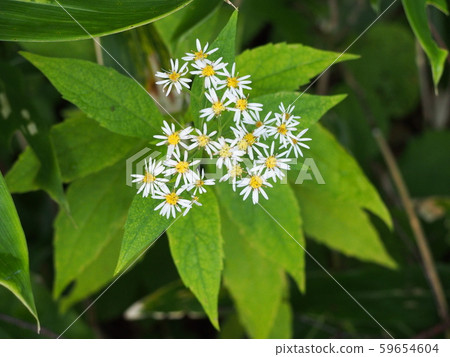 Gomana Gomana 59654604