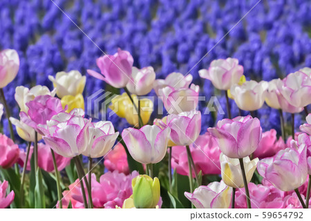 Beautiful tulip flower 59654792