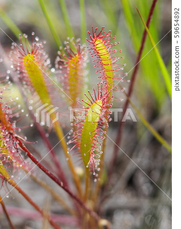 Nagabano gull 59654892