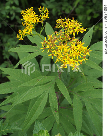 漢儂看到了 59654894