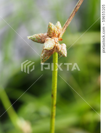 Miyama firefly 59655105