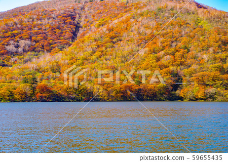 群馬縣大沼市赤城山的秋葉 59655435