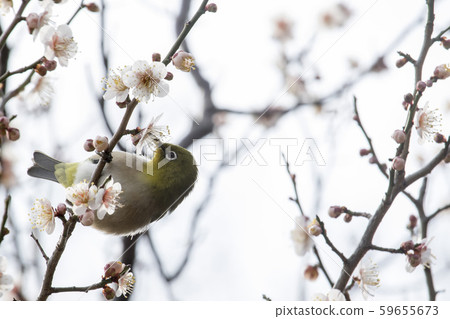 白梅花中的梅次郎-白梅花盛開時,一群梅次郎到訪的冬季風景 白梅花中的梅次郎-白梅花盛開時,一群梅次郎到訪的冬季風景 59655673