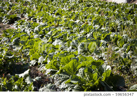 Chinese cabbage growing in the field 59656347