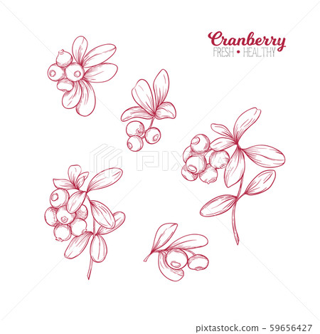 Cranberry. Element for design. Cranberry. Element for design. 59656427