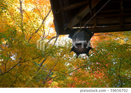 Yoshikien Lantern and Autumn Leaves 10 59656702