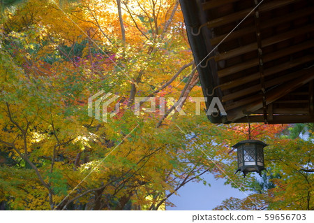 Yoshikien Lantern and Autumn Leaves 13 59656703