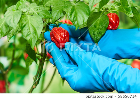 Habanero plant featuring fresh, ripe habanero peppers, ready for picking. 59656714