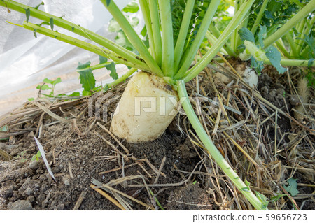 Cultivation of radish Cultivation of radish 59656723