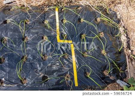 Onion seedling planting Onion seedling planting 59656724