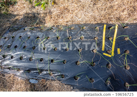 Onion seedling planting Onion seedling planting 59656725
