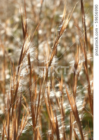 Natural plant Merikenkarkaya, an exotic species native to North America that was confirmed in the 1940s 59656990