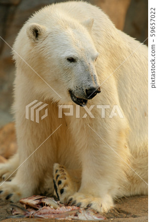 Polar Bear Polar Bear 59657022