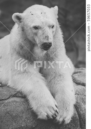 Polar Bear 59657033