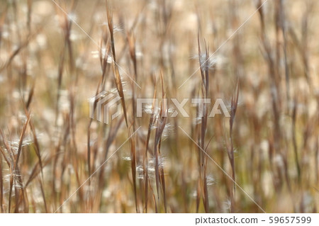 Natural plant Merikenkarkaya, upright stems will continue to stand even after they wither Natural plant Merikenkarkaya, upright stems will continue to stand even after they wither 59657599