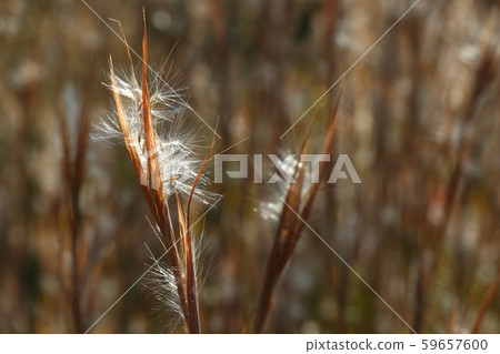 Natural plant Merikenkarkaya, a few seeds for Gramineae, has fluff and seems to be carried by the wind Natural plant Merikenkarkaya, a few seeds for Gramineae, has fluff and seems to be carried by the wind 59657600