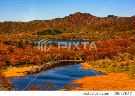 秋天的秋山/鳥居Pass口[群馬縣] 59657647