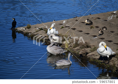 After coming to Japan, feather repairs, whooper swan family, Chiba, fall 2019 After coming to Japan, feather repairs, whooper swan family, Chiba, fall 2019 59657801