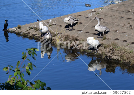After coming to Japan, feather repairs, whooper swan family, Chiba, fall 2019 After coming to Japan, feather repairs, whooper swan family, Chiba, fall 2019 59657802