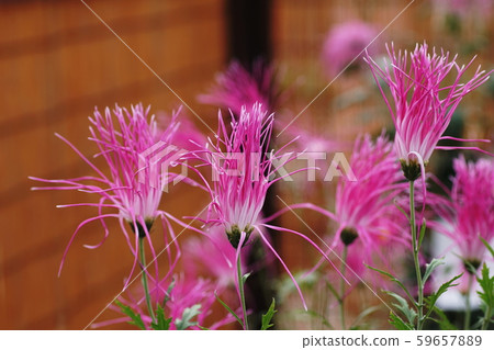 Chrysanthemum Florists ’daisy 59657889