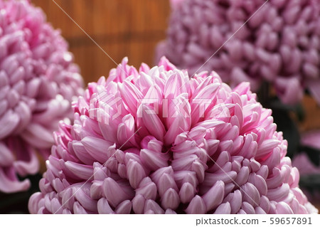 Chrysanthemum Florists ’daisy Chrysanthemum Florists ’daisy 59657891