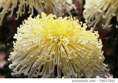 Chrysanthemum Florists ’daisy 59657892