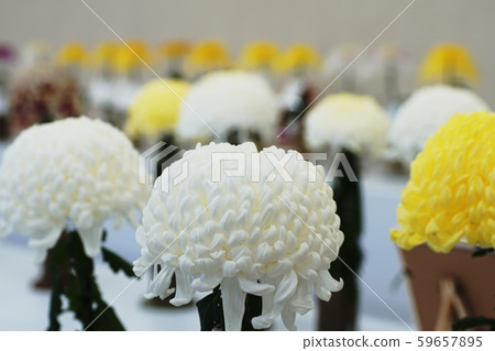 Chrysanthemum Florists ’daisy 59657895
