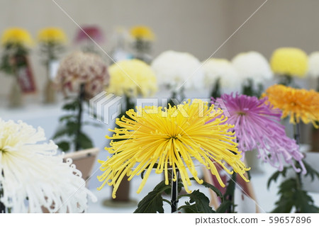 Chrysanthemum Florists ’daisy Chrysanthemum Florists ’daisy 59657896