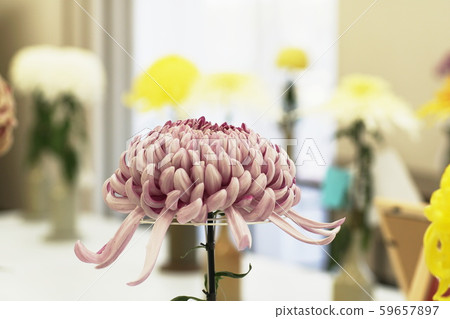 Chrysanthemum Florists ’daisy 59657897