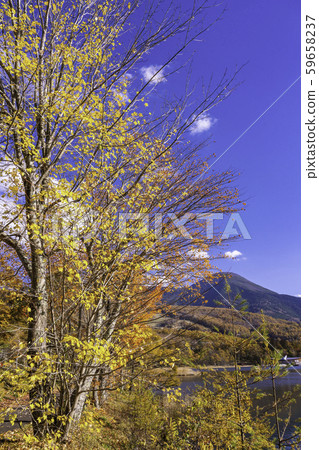 (Nagano) Autumn leaves of Tateshina and Lake Megami 59658237
