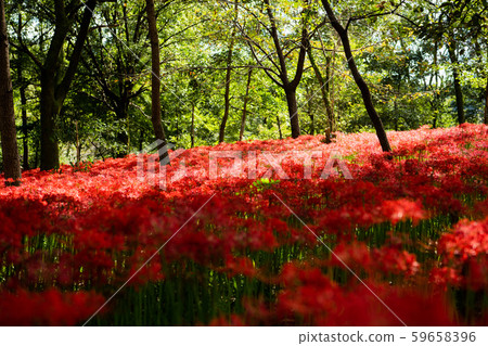 Mandarin saixa Mandarin saixa 59658396