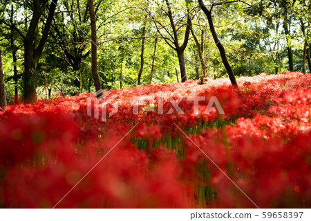 Mandarin saixa 59658397