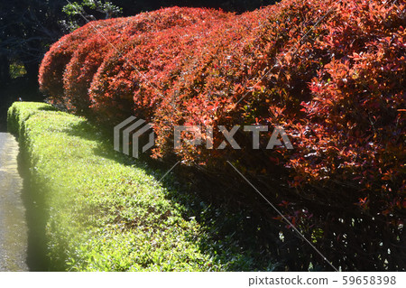 Autumn leaves of Doudendzi Autumn leaves of Doudendzi 59658398