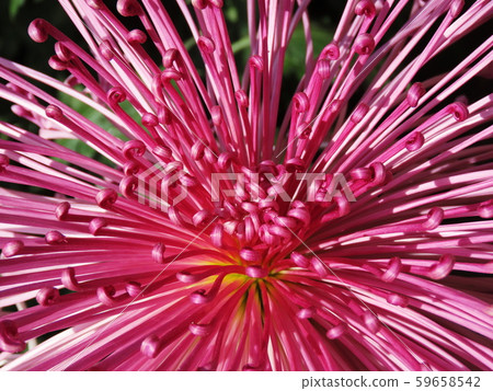 Kiku Florists ’daisy 59658542