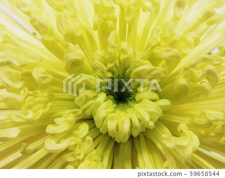 Kiku Florists ’daisy Kiku Florists ’daisy 59658544