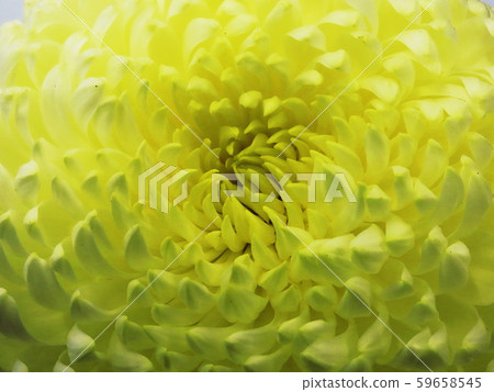 Kiku Florists ’daisy 59658545