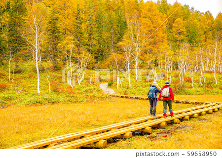 田原原濕地的秋葉[長野縣滋賀高原] 59658950