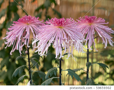 Chrysanthemum   59659302