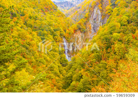 Colored leaves of Shiga Kogen [Nagano Prefecture, Manman Waterfall] 59659309