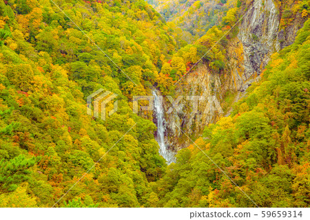 滋賀高原的紅葉[長野縣，漫漫瀑布] 59659314