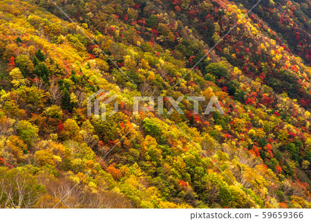 《Tochigi Prefecture》 Autumn foliage of Nikko and Mt. 《Tochigi Prefecture》 Autumn foliage of Nikko and Mt. 59659366