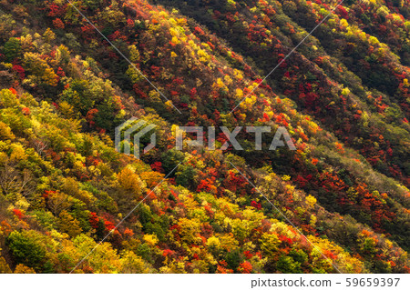 《Tochigi Prefecture》 Autumn foliage of Nikko and Mt. 《Tochigi Prefecture》 Autumn foliage of Nikko and Mt. 59659397