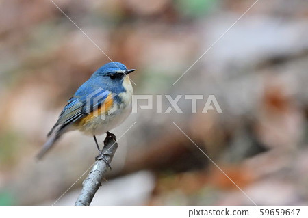 在Yakushi-ike公園的野生鳥 59659647