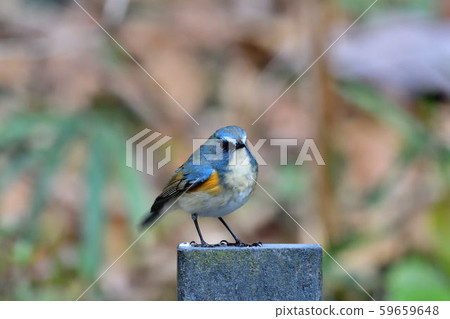 在Yakushi-ike公園的野生鳥 59659648