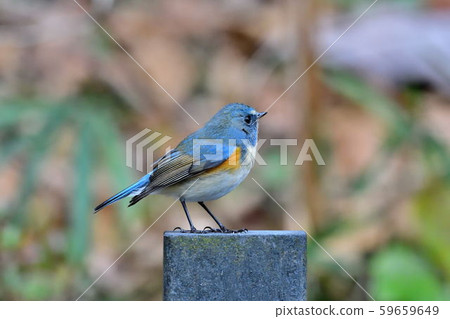 在Yakushi-ike公園的野生鳥 在Yakushi-ike公園的野生鳥 59659649