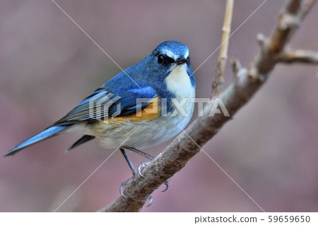 在Yakushi-ike公園的野生鳥 在Yakushi-ike公園的野生鳥 59659650