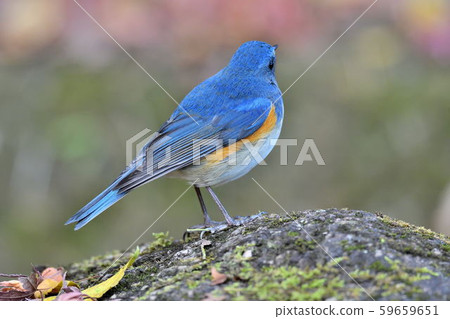 在Yakushi-ike公園的野生鳥 在Yakushi-ike公園的野生鳥 59659651