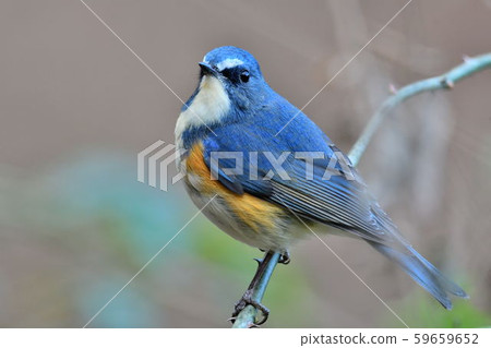 在Yakushi-ike公園的野生鳥 59659652